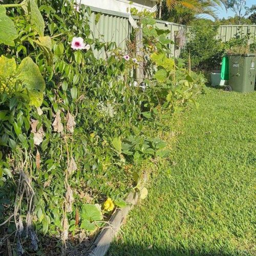 Garden bed before maintenance and clean-up Sutherland Shire — CCS