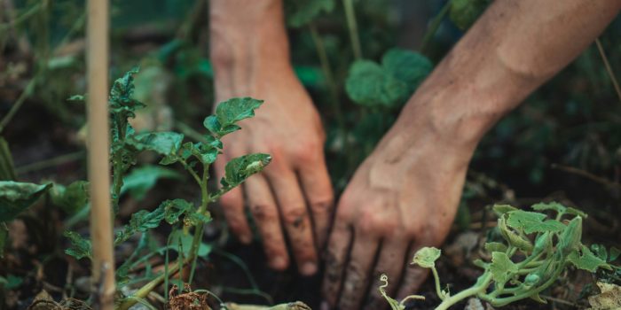 Garden weeding service Sutherland Shire Sydney — CCS Property Maintenance