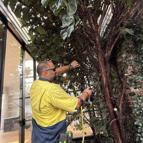 Tree removal and chainsaw service Sutherland Shire Sydney — CCS Property Maintenance
